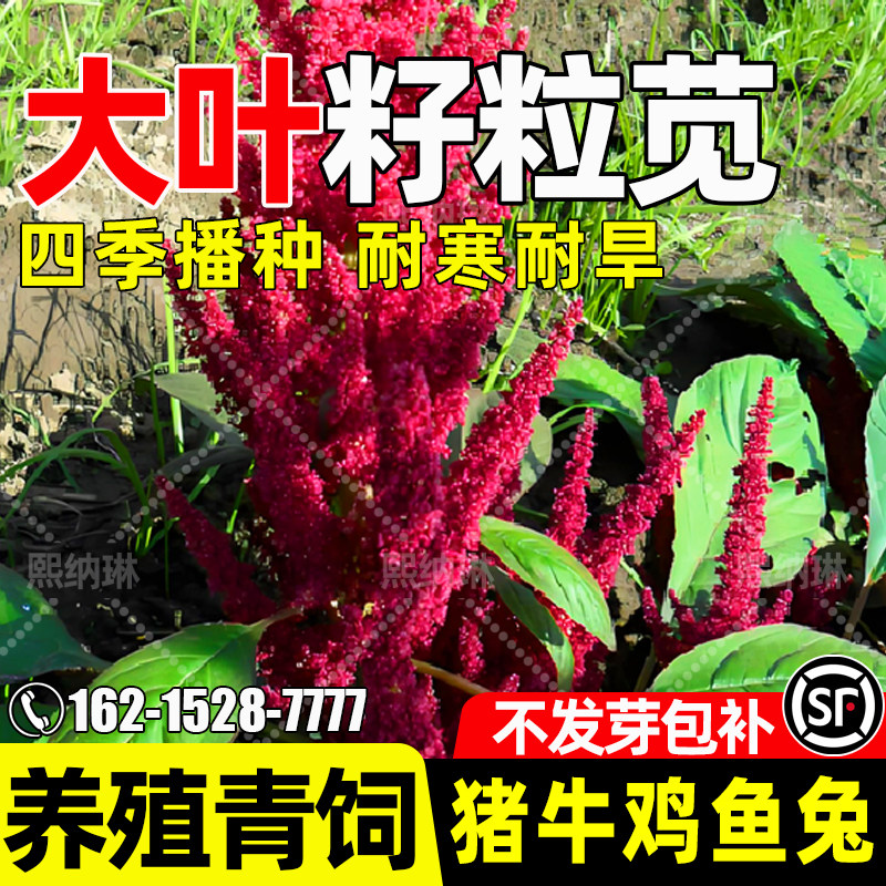 籽粒苋种子四季高产畜牧养殖牧草