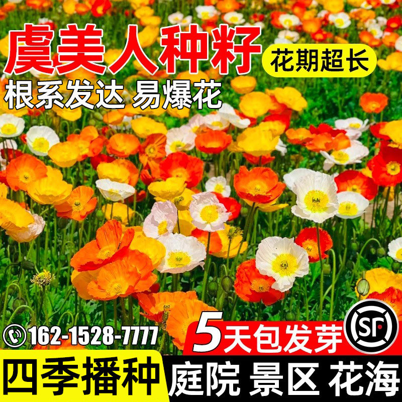 虞美人花籽冰岛庭院室外花海花籽