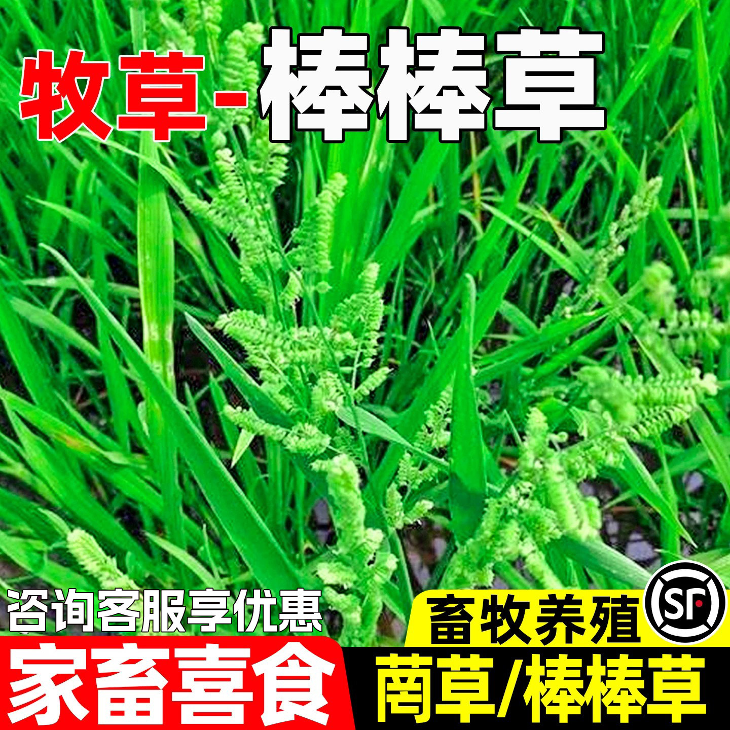 棒棒草家畜喜食畜牧养殖四季高产