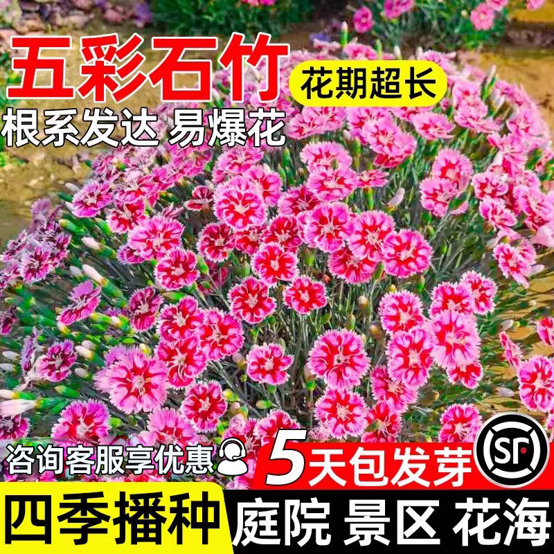 五彩石竹花籽欧石竹美国石竹花籽
