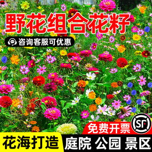 野花组合花籽四季播种开花公园小区花海景观庭院室外百日草花种子