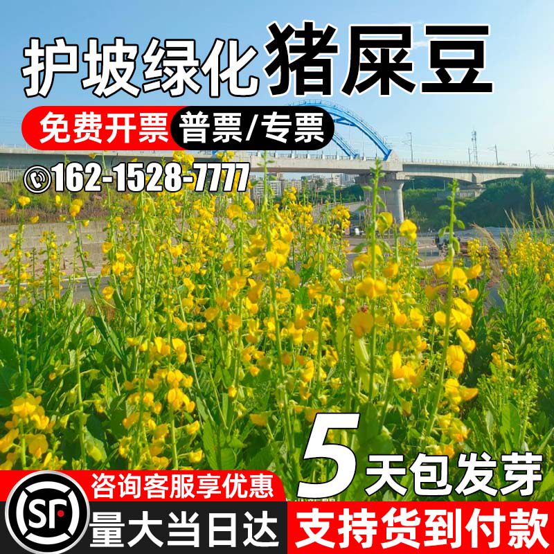 优质猪屎豆灌木护坡椭三圆叶绿化