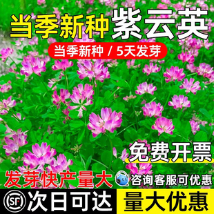 紫云英种子高蛋白红花草高产多年生畜牧养殖家禽多茬收割牧草种籽