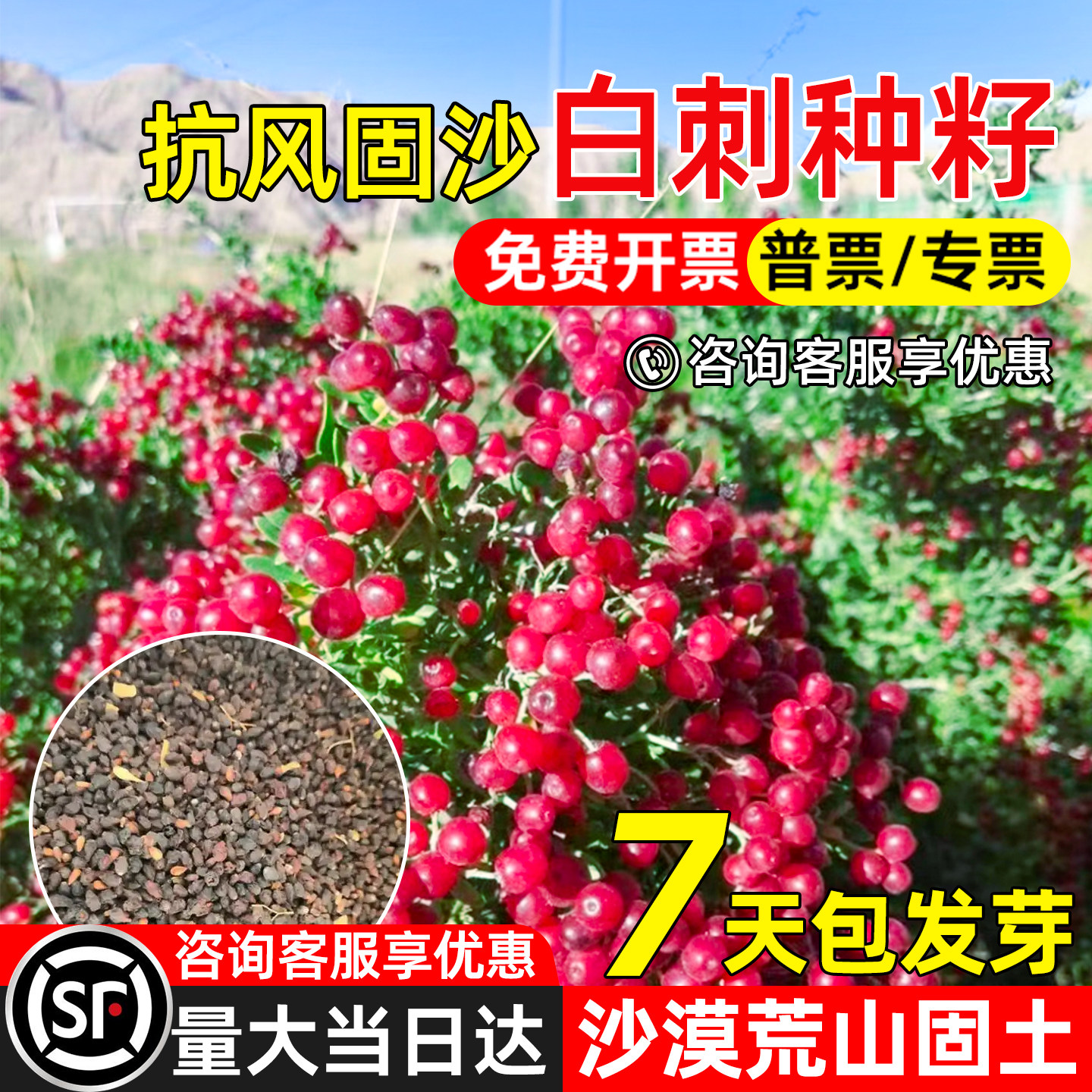 白刺种子抗风沙荒漠复绿灌木种籽