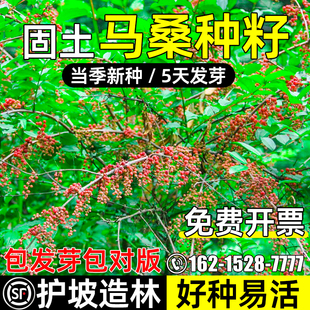 马桑灌木种子多年生护坡造林草籽荒地工程复绿防风沙固土耐旱种籽