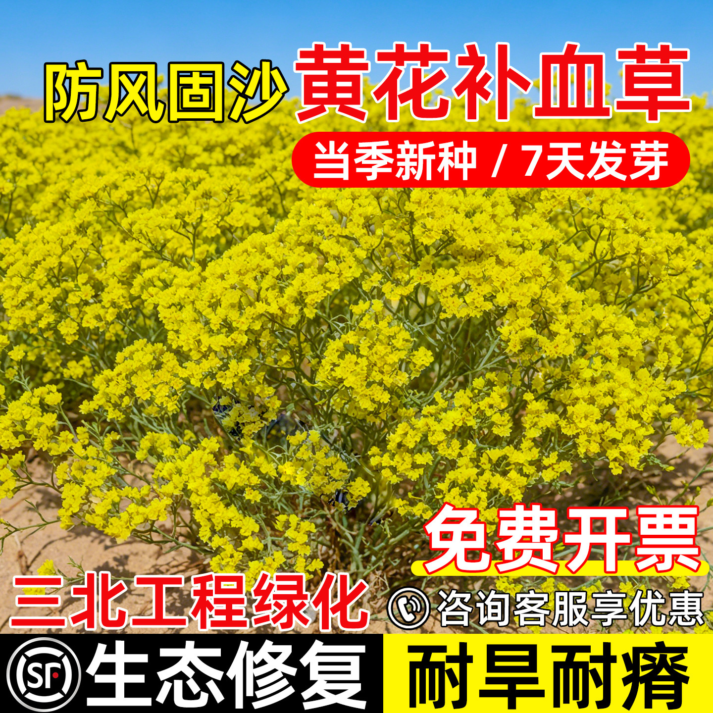 黄花补血种子耐盐碱工程绿化种子