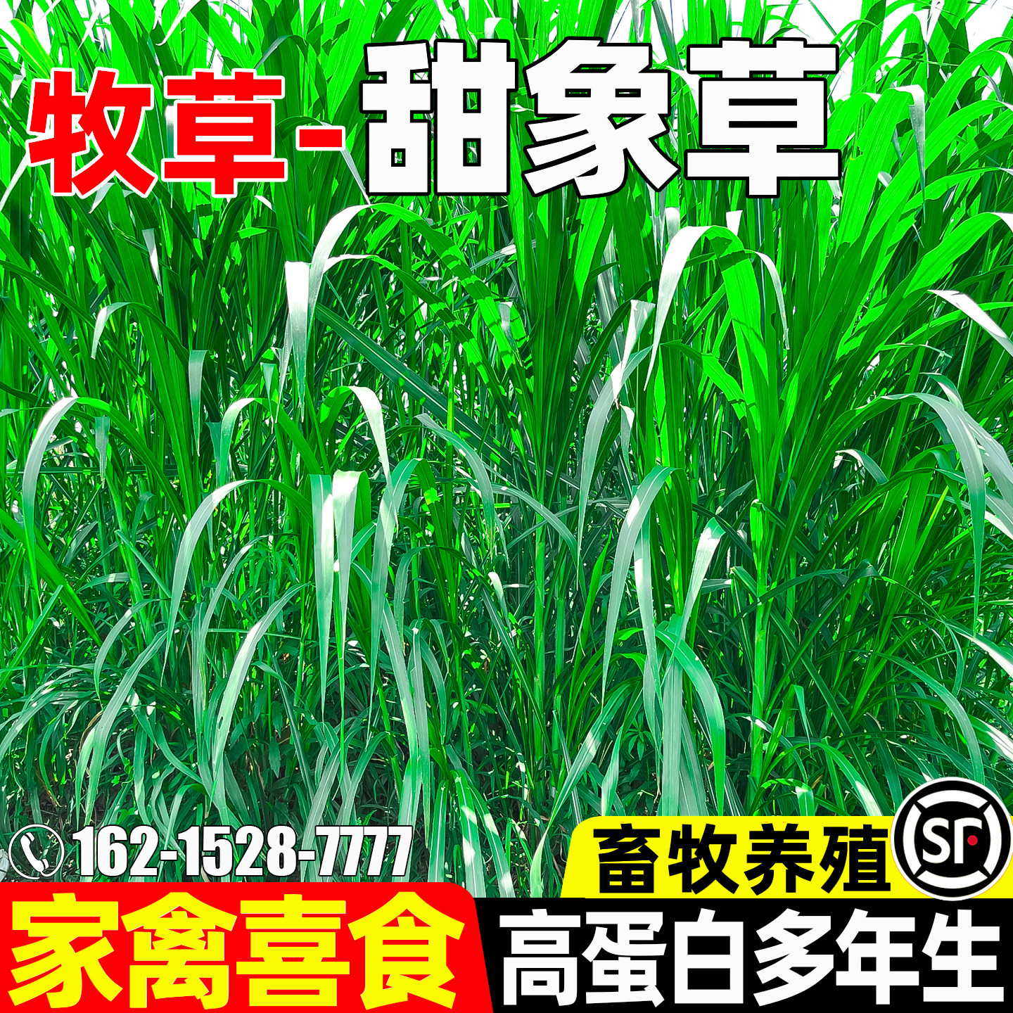 甜象草种子四季高产多年生牧草种籽高蛋白畜牧养殖猪牛羊家禽喜食