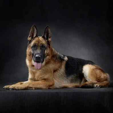 德牧幼犬纯种德国牧羊犬赛级德牧弓背牧羊犬大型狼狗德国黑背看家