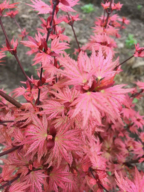 海塞枫树 日本红枫花园绿植 阳台盆景盆栽 庭院树苗植物 日式景观