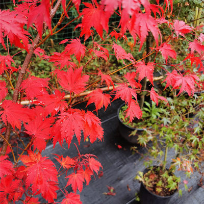 女神枫树日本红枫树苗盆栽花园植物阳台日式彩叶枫树盆景树 马洋亭下园艺旗舰店 淘优券
