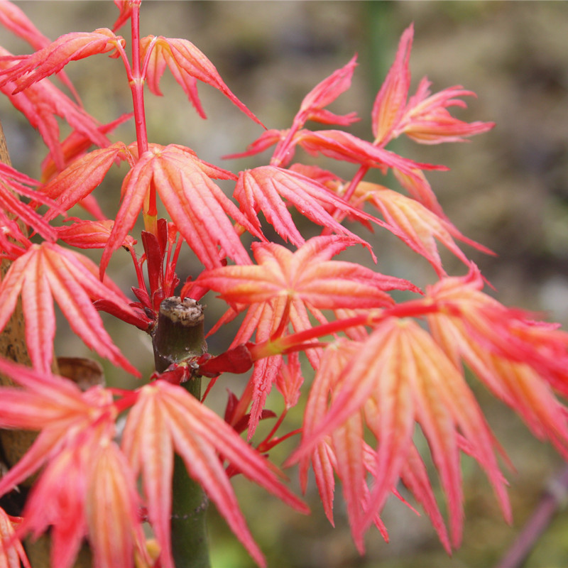 日本枫树红乙女 胭脂粉色红枫树苗植物庭院日本枫四季 花园植物 鲜花速递/花卉仿真/绿植园艺 观叶 /花灌木 原图主图