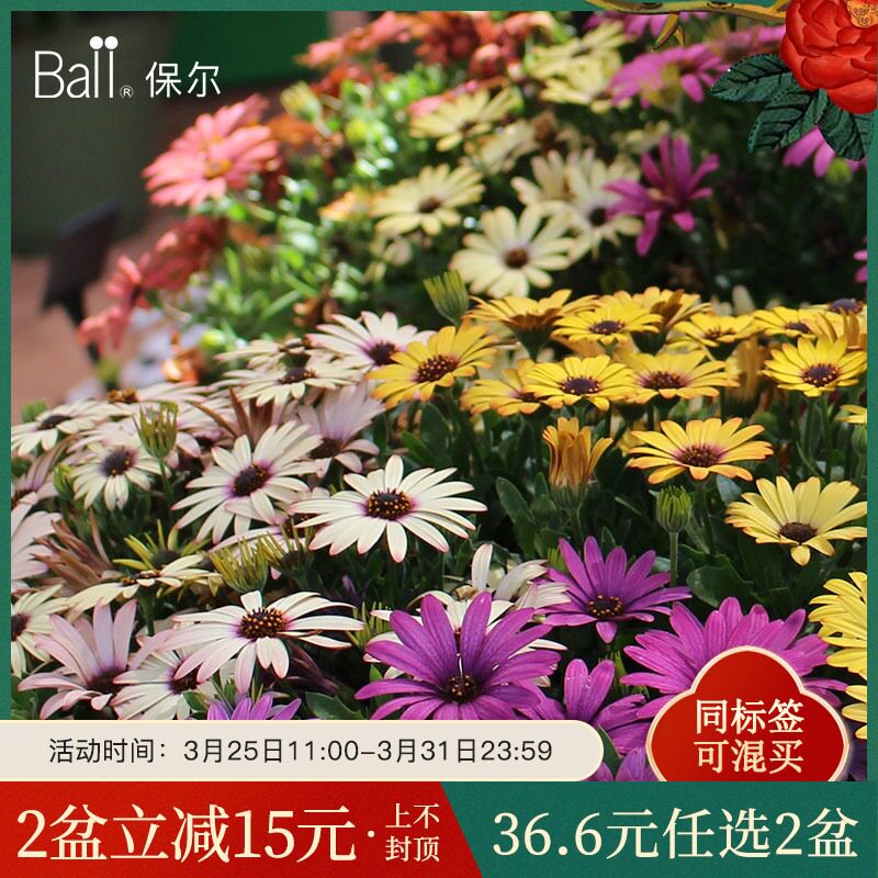 万寿菊盆栽价格 万寿菊盆栽图片 星期三