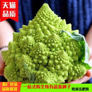 花椰菜品牌属于哪个国家 是什么档次 花椰菜品牌怎么样 花椰菜品牌介绍 十大牌子网