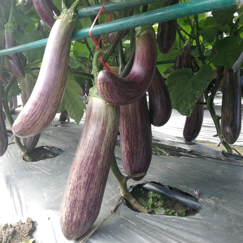 长竹丝茄种籽早杂红竹丝茄种子 农家特色蔬菜高产抗病长茄茄孑