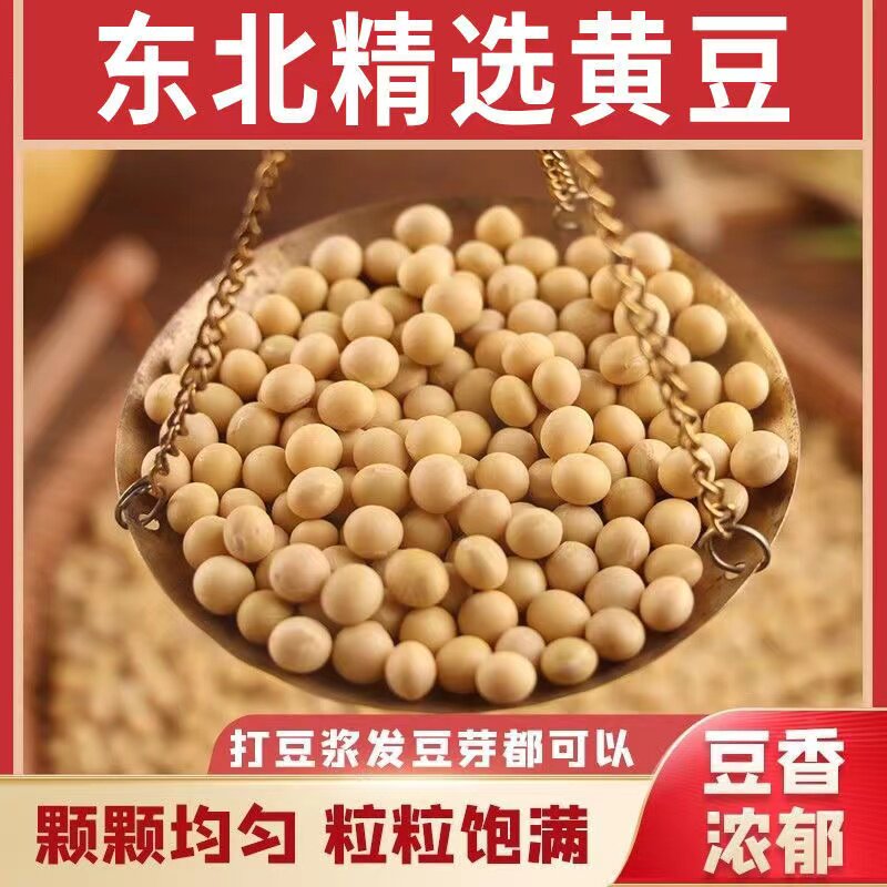 东北黑龙江黄豆农家自产大黄豆五谷杂粮豆类豆浆生豆芽黄豆