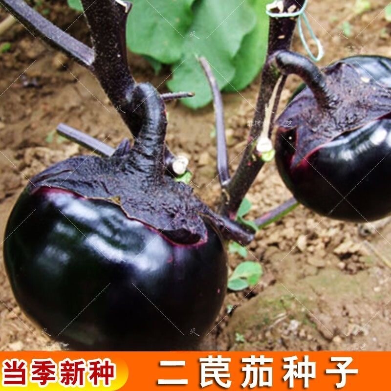 二苠茄子种子天津紫黑圆茄种籽特大春秋播农家高产早熟蔬菜种孑