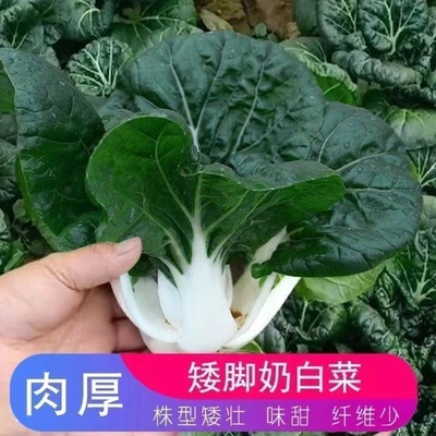 四季播奶油白菜种子原装脆甜黑叶矮脚奶白菜种籽小白菜蔬菜种子