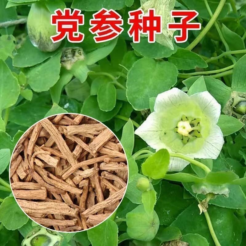 轮叶党参种子中药材种籽多年生春秋播种阳台盆栽白条中草药种子图片