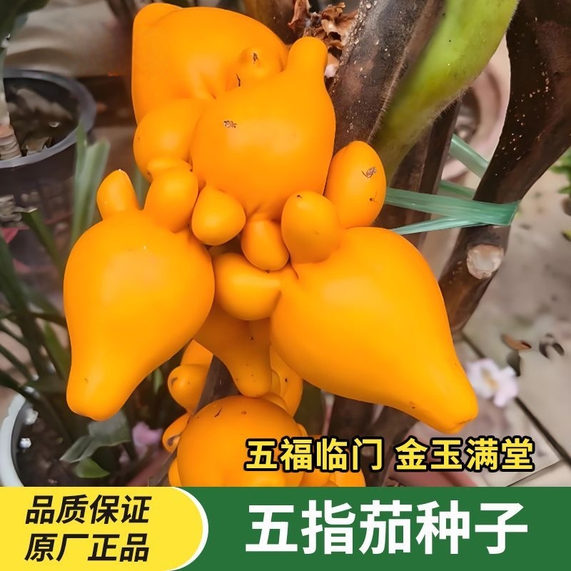 金银茄种子乳茄种子五指茄种籽观赏盆栽五代同堂黄金果春秋四季籽