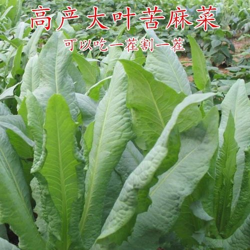 大叶苦麻菜种子高产速生野菜曲麻菜苦麻菜种籽四季播多次采收种孑