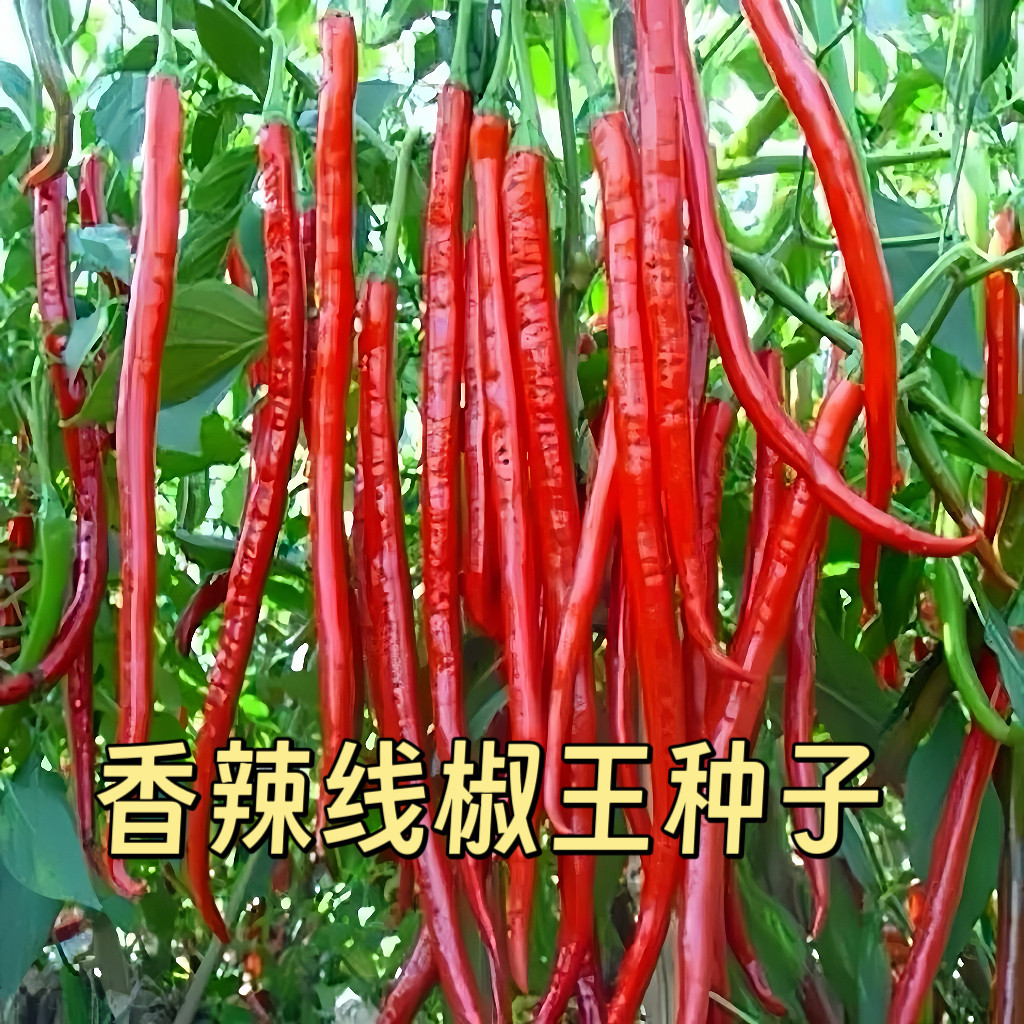 香辣王超长线椒种子室内四季花盆栽蔬菜种子早熟高产杭椒辣椒种子