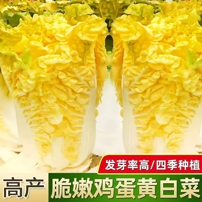鸡蛋黄大白菜种子真好吃黄心奶油白菜种籽耐热四季播蔬菜种子大全