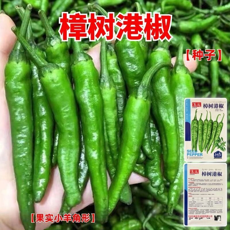 正宗樟树港辣椒种子羊角土辣椒孑特产牛角椒湖南四季微中辣椒种子