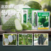 冬瓜种子黑皮粉白皮一串铃冬瓜水果迷你小绿冬瓜农科院蔬菜种籽孑