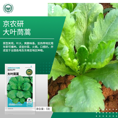 农科院茼蒿种子大叶清香火锅涮菜速生耐寒耐热阳台盆栽蔬菜