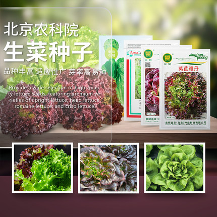 生菜种子意大利罗马结球奶油水培菜苦苣紫红油麦菜农科院蔬菜籽孑