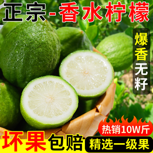 正宗广东香水柠檬奶茶店专用新鲜无籽爆香多汁青柠檬商用顺丰包邮