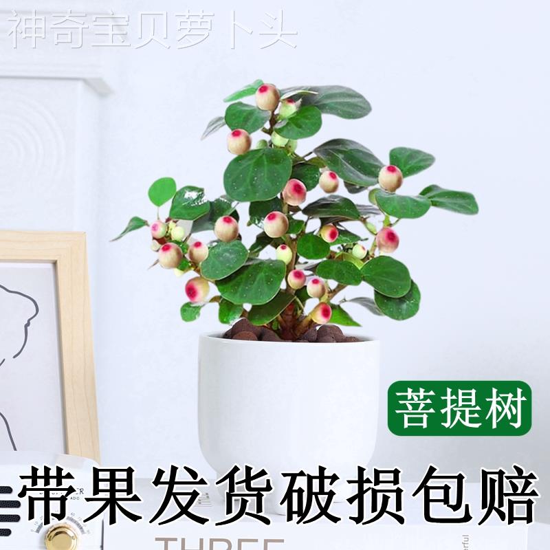 菩提中树盆栽小盼菩提造型255盆植物带室果绿植室内办公桌面式摆