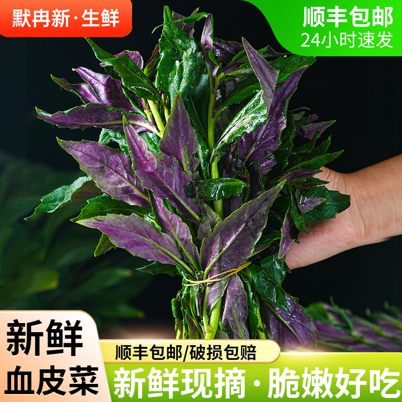 当季蔬菜紫背天葵血皮菜观音菜