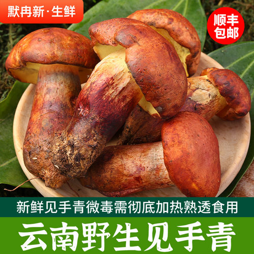 新鲜野生红葱见手青500g