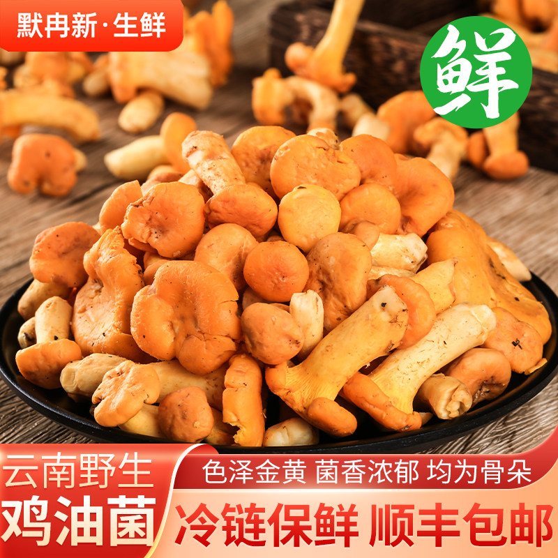 时令野生鸡油菌黄丝菌火锅蘑菇