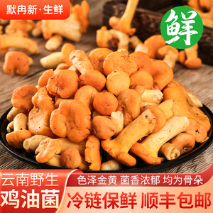 时令野生鸡油菌黄丝菌火锅蘑菇