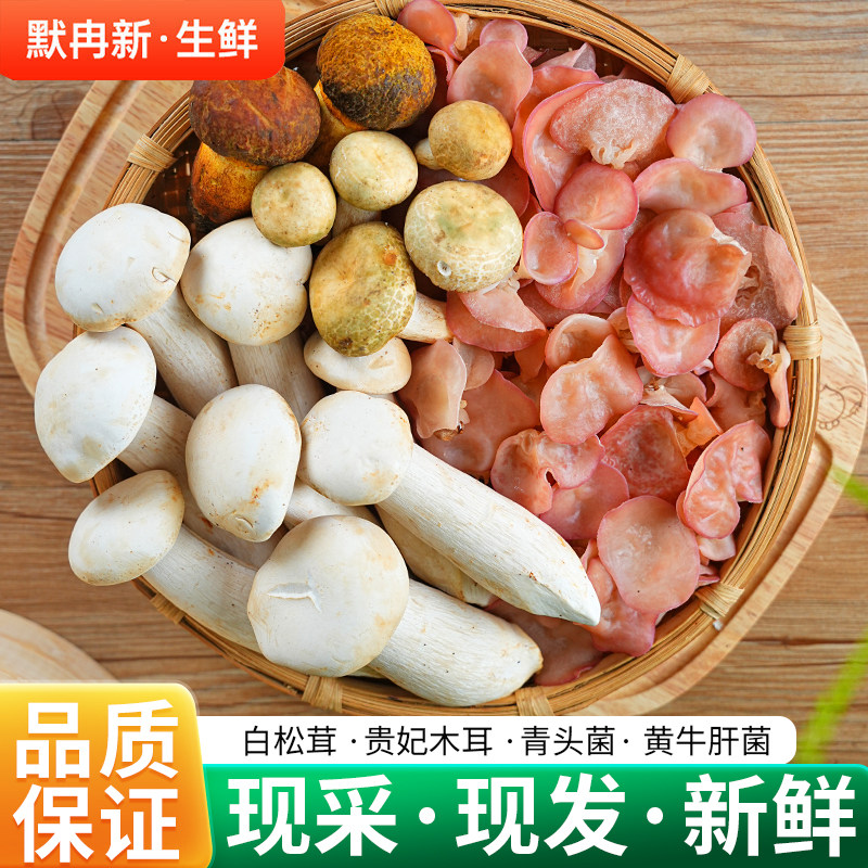 野生黄牛肝菌青头菌鲜菌蘑菇松茸