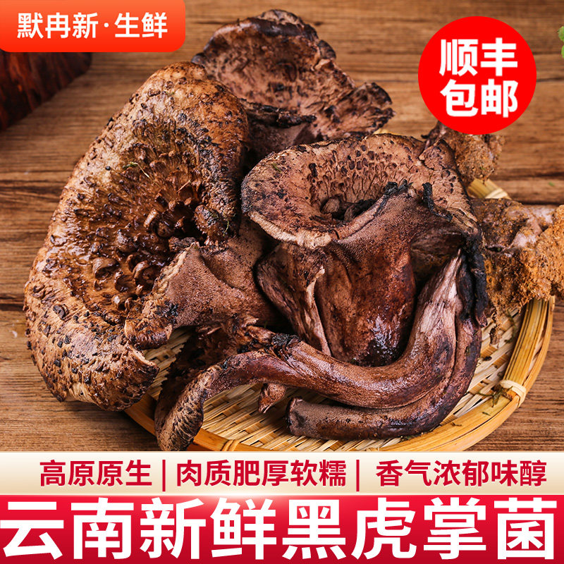 【现货】新鲜黑虎掌菌500g 香格里拉野生虎掌菌鲜菌火锅蘑菇包邮