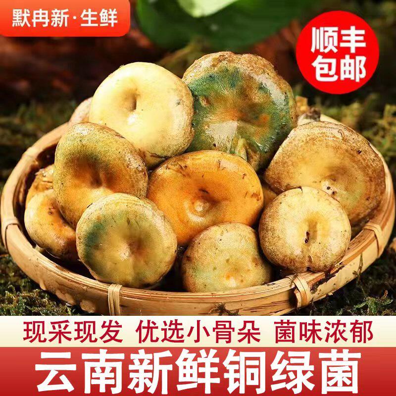 【现货】新鲜铜绿菌500g云南野生红枞菌铜绿寒菌鲜松乳菇鲜菌蘑菇