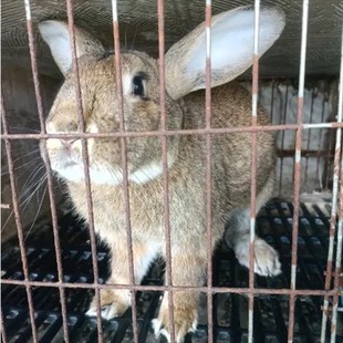 三斤以上种兔可食用肉兔大兔子活体可繁殖成年家养比利时新西兰兔