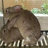 三斤以上种兔可食用肉兔大兔子活体可繁殖成年家养比利时新西兰兔