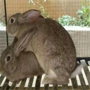 三斤以上种兔可食用肉兔大兔子活体可繁殖成年家养比利时新西兰兔