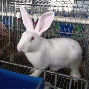 三斤以上种兔可食用肉兔大兔子活体可繁殖成年家养比利时新西兰兔