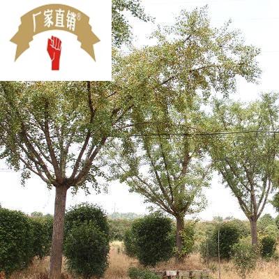 供应绿化银杏树行道防护银杏树园林落叶风景树可嫁接