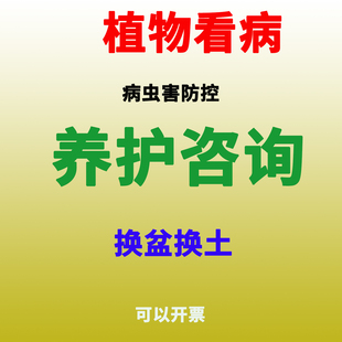 发财树幸福树绿萝等植物看病养花咨询指导诊断家庭新手病虫害防治
