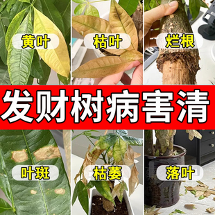 发财树黄叶枯叶烂根专用叶斑叶子养护植物营养液土壤板结杀菌肥料