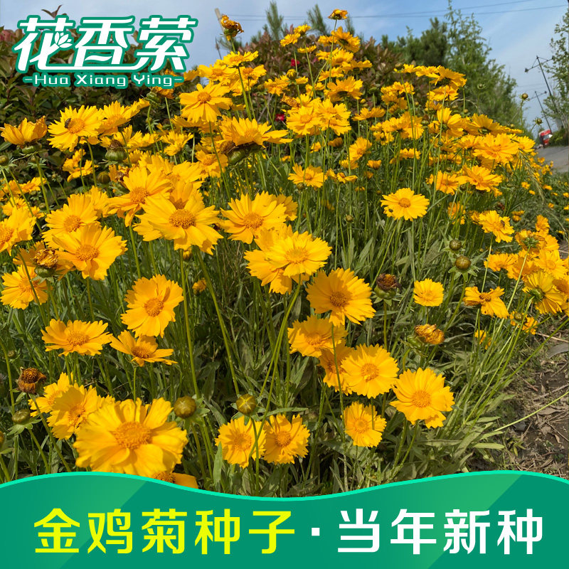 金鸡菊种子多年生宿根大花金鸡菊花籽四季易活景观花海色块花期长