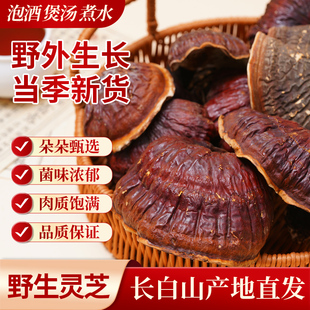 紫灵芝长白山野生灵芝整枝椴木赤灵芝片切片泡茶天然深山松杉灵芝