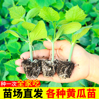 包活脆嫩水果黄瓜苗秧苗高产四季