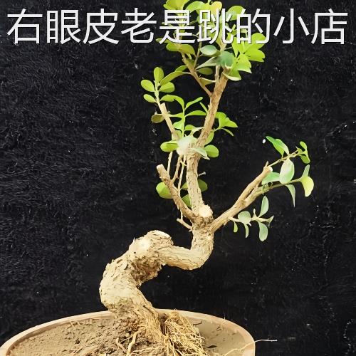 矮霸瓜子黃楊樁 盆景素 材樹型盆景 掌微中寶四fhhhhhhh季長青 耐